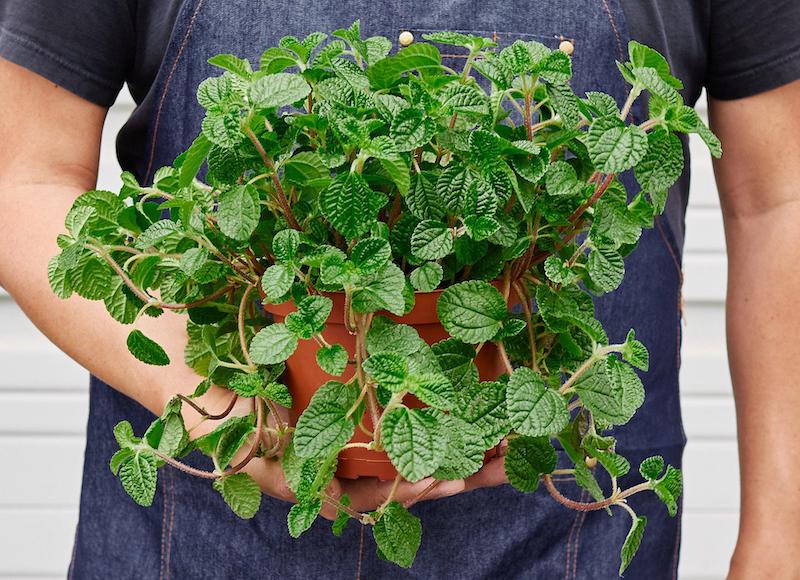 person-holding-pilea-crinkle-outdoors.jpg