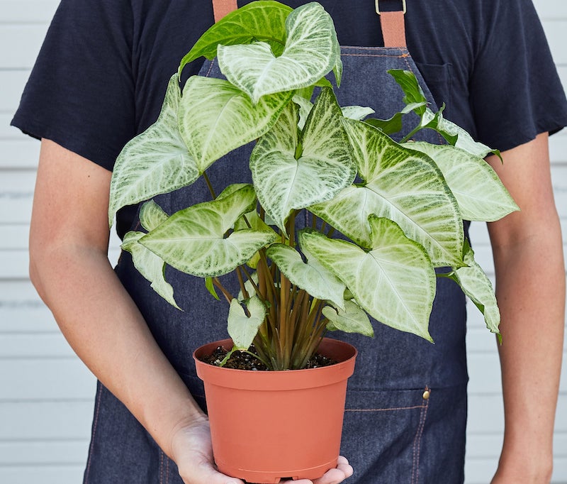 person-holding-potted-syngonium-white-butterfly-.jpg