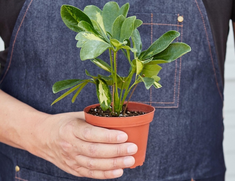 person-holding-schefflera-variegated-.jpg