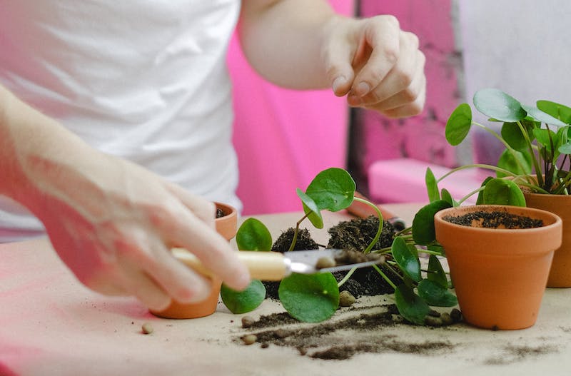 person-holding-spade-and-potting-new-pilea-plants.jpg