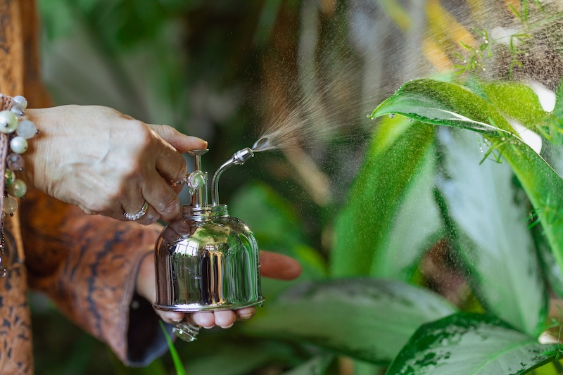 person-misting-plant-leaves.jpg