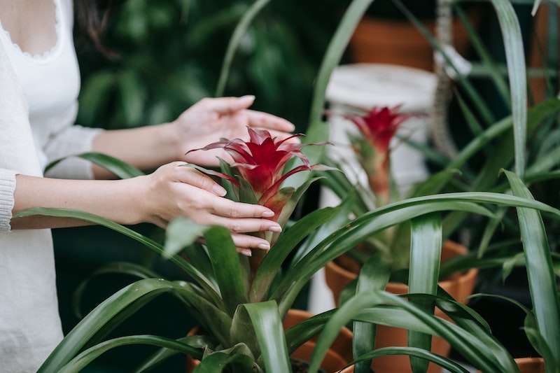 person-monitoring-blooming-bromeliad.jpg