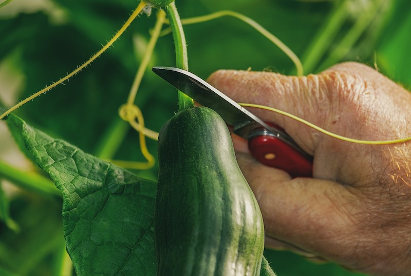 person-using-a-small-knife-to-cut-a-cucumber-off-the-vine.jpg