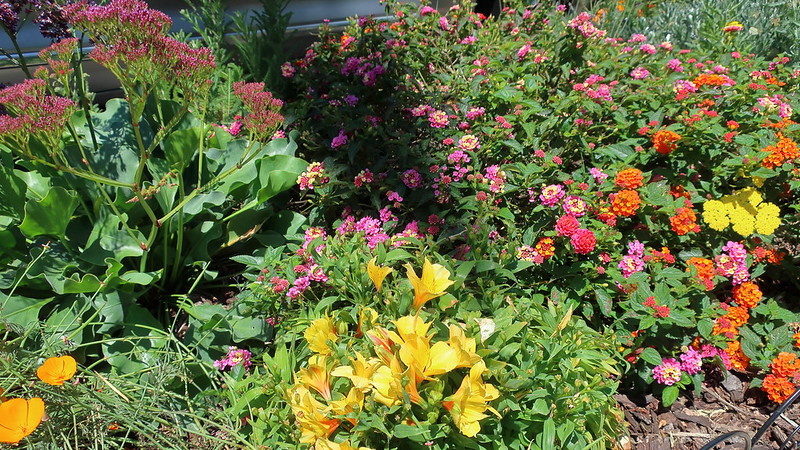 peruvian-lilies-planted-with-california-poppies-statice-and-lantana.jpg