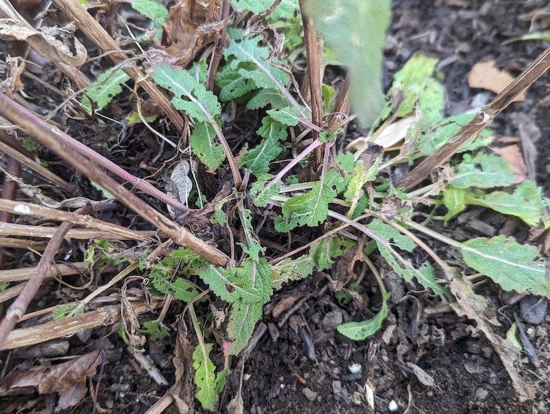 pest-damage-appearing-on-salvia-foliage.jpg