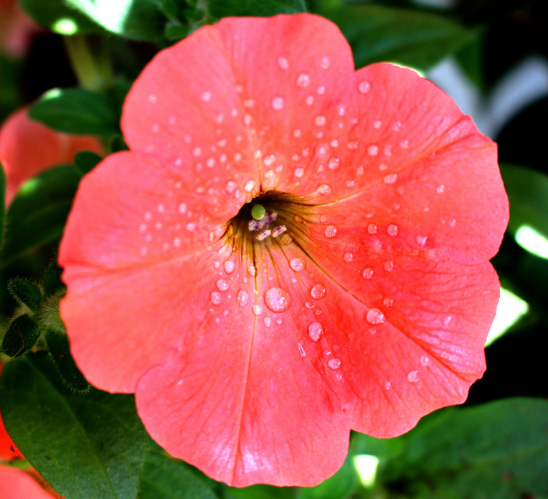 petunia-flower-petals-with-moisture-on-it.jpg