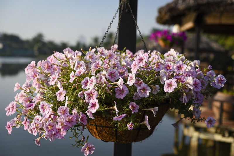 Petunias in Pots - How to Grow Petunias in Containers