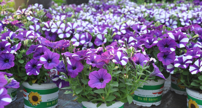 petunia-plants-in-containers-ready-to-be-planted.jpg