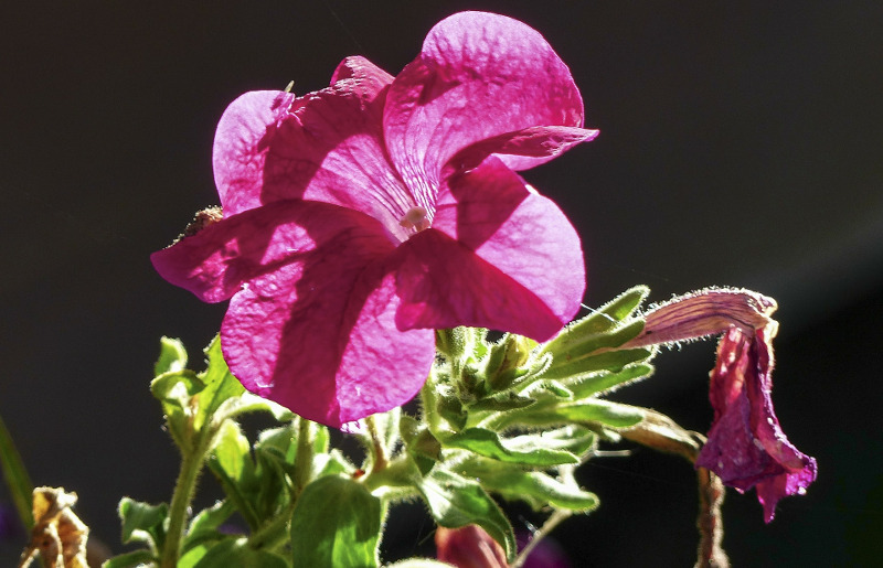 petunia-that-needs-deadheaded.jpg