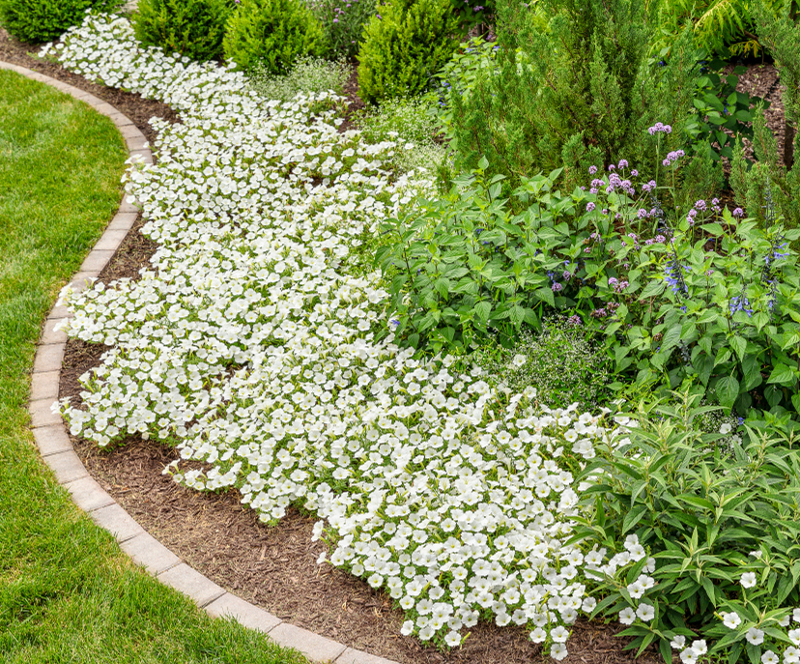 petunias-mass-planted-in-the-garden.jpg