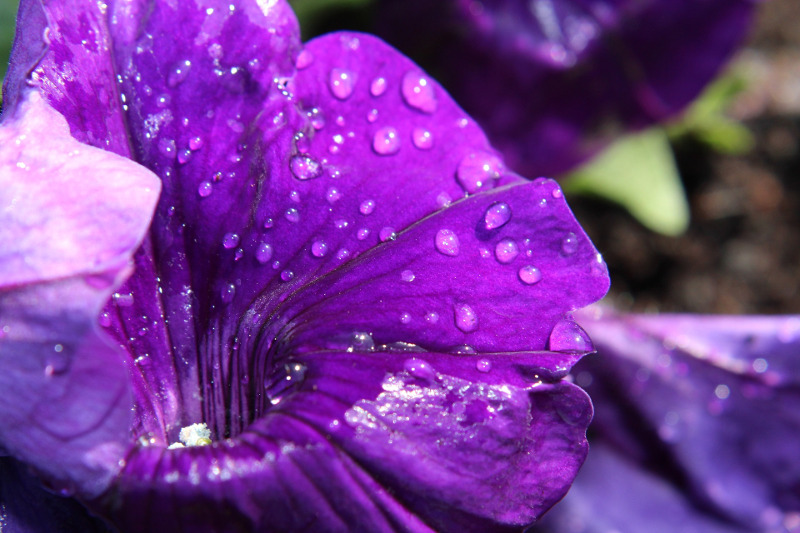 petunias-wet-after-rain.jpg