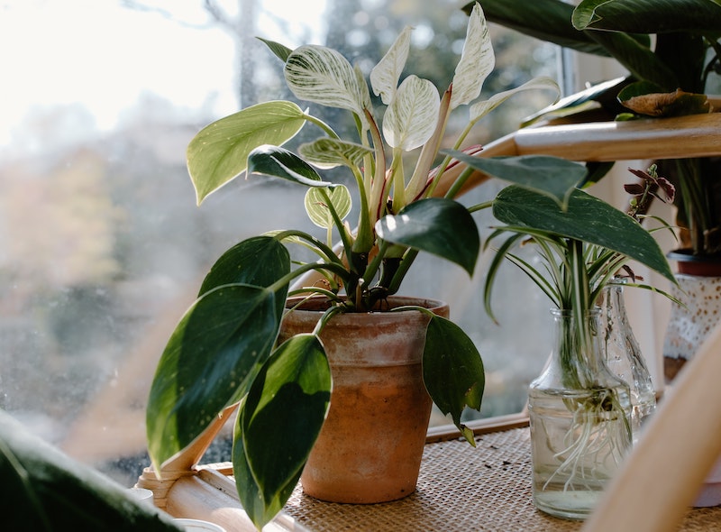 philodendron-near-window.jpg