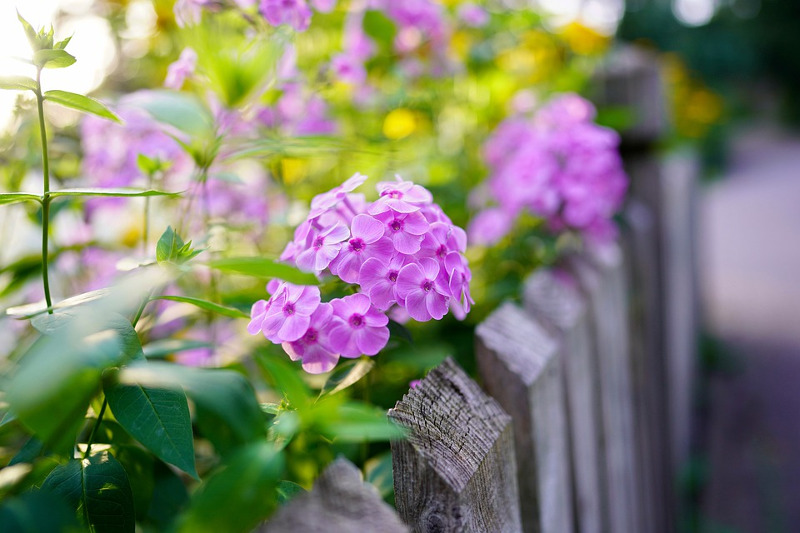 are phlox toxic to dogs