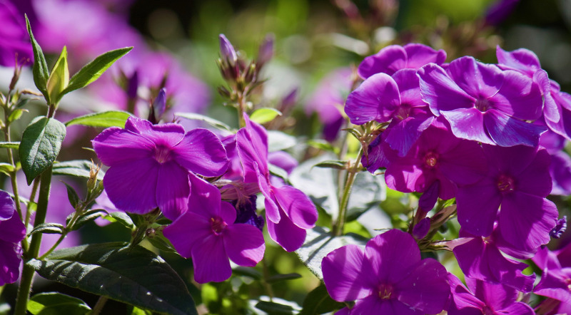 phlox-flower-buds.jpg