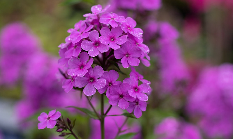 phlox-flowers-after-the-rain.jpg