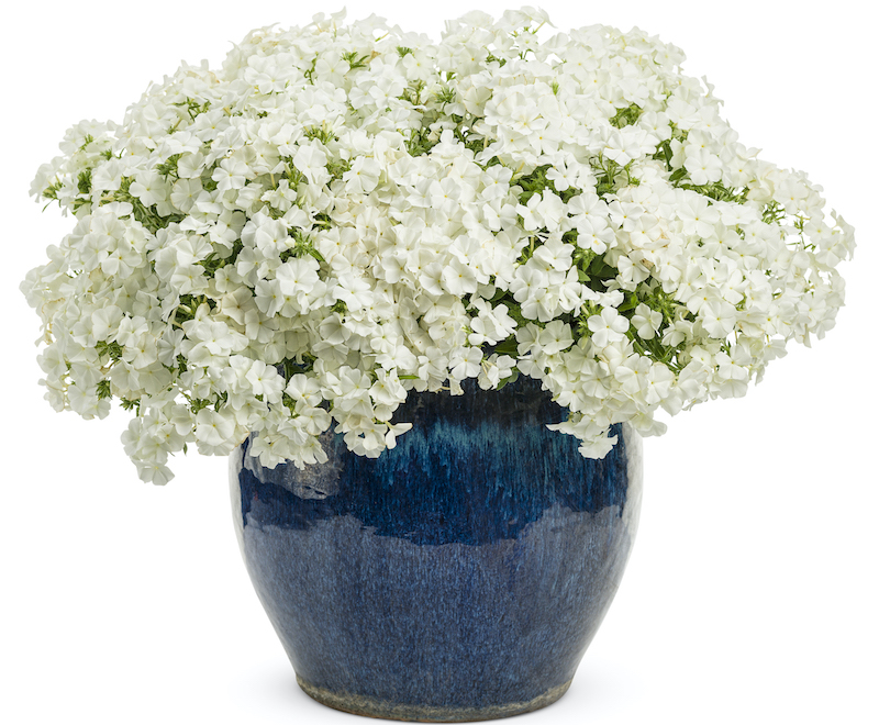 phlox-intensia-white-improved-beauty-in-blue-pot.jpg