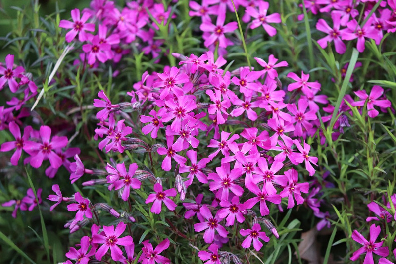 phlox-plants-growing-in-the-garden.jpg