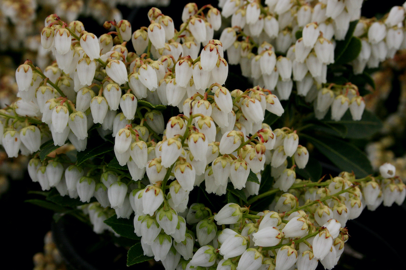 pieris-cavatine-flowers.jpg