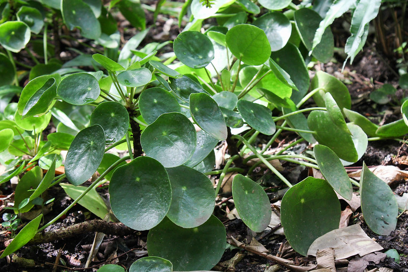 pilea-peperomioides-planted-in-the-ground-outdoors.jpg