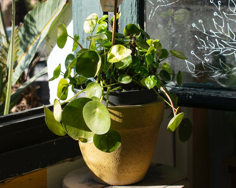 pilea-receiving-too-much-bright-direct-light-near-a-window.jpg