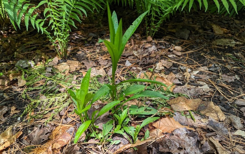 piling-up-leaves-to-mulch-aster.jpg