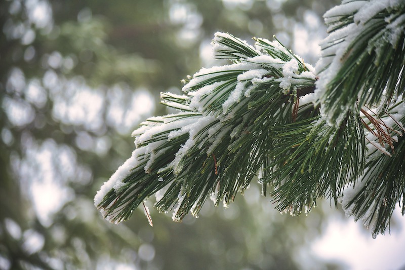 Winter background of snow and frost with pine trees, free space