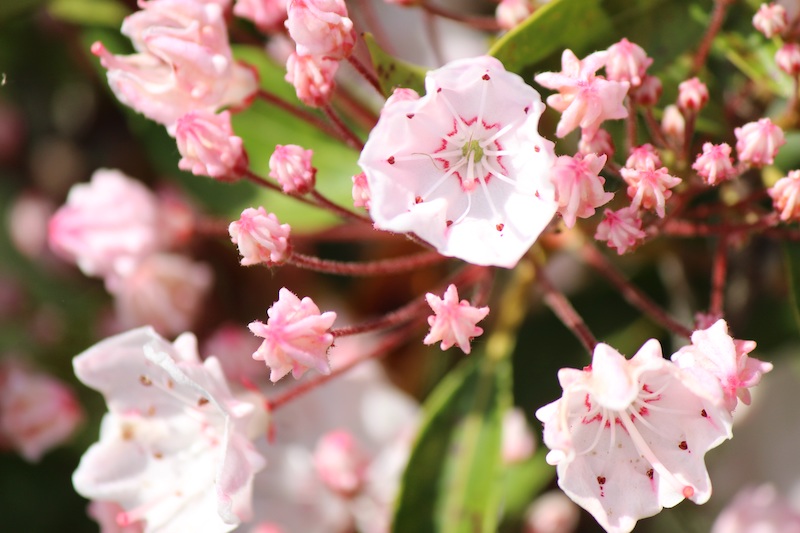 pink-and-white-kalmia-flowers.jpg