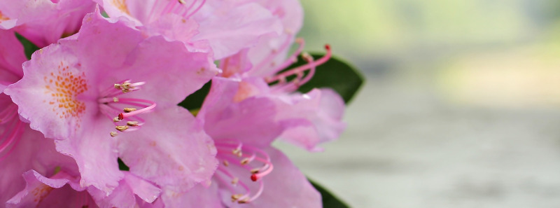 pink-azalea-flowers-close-up.jpg