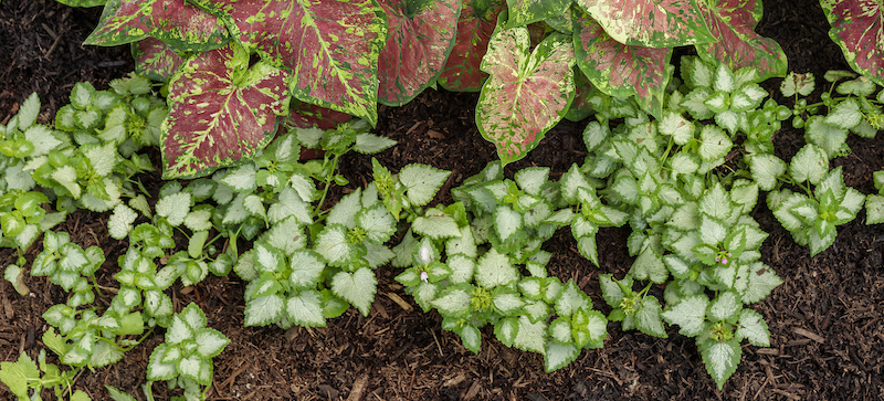 pink-chablis-dead-nettle-in-front-of-caladium.jpg