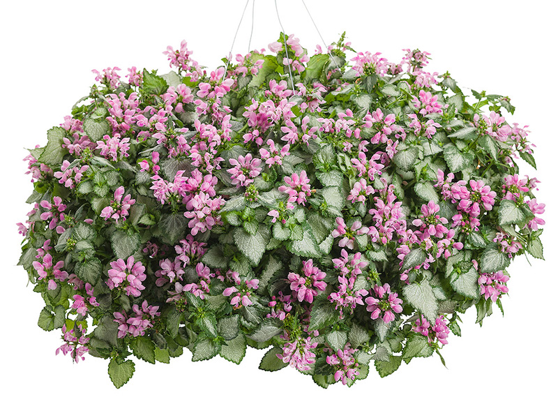 pink-chablis-dead-nettle-in-hanging-basket.jpg