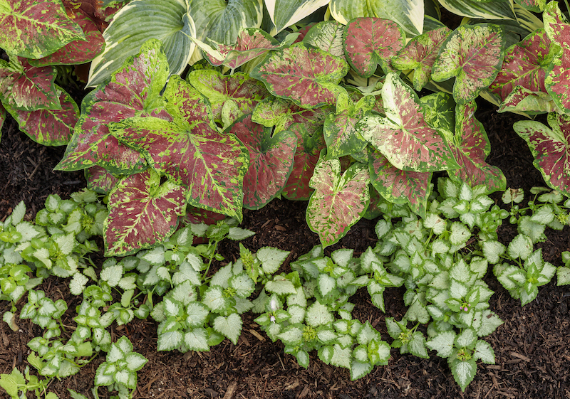 pink-chablis-dead-nettle-planted-in-front-of-hosta-and-caladium.jpg