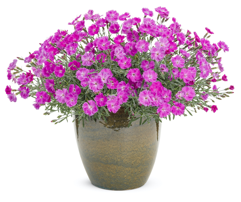 pink-dianthus-in-a-pot.jpg