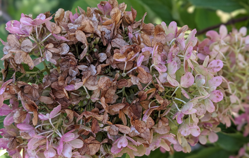 pink-hydrangea-flower-turning-brown.jpg