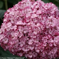 Pink Hydrangeas