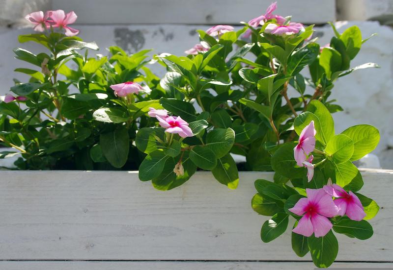 pink-mandevilla-in-a-white-balcony-planter.jpg