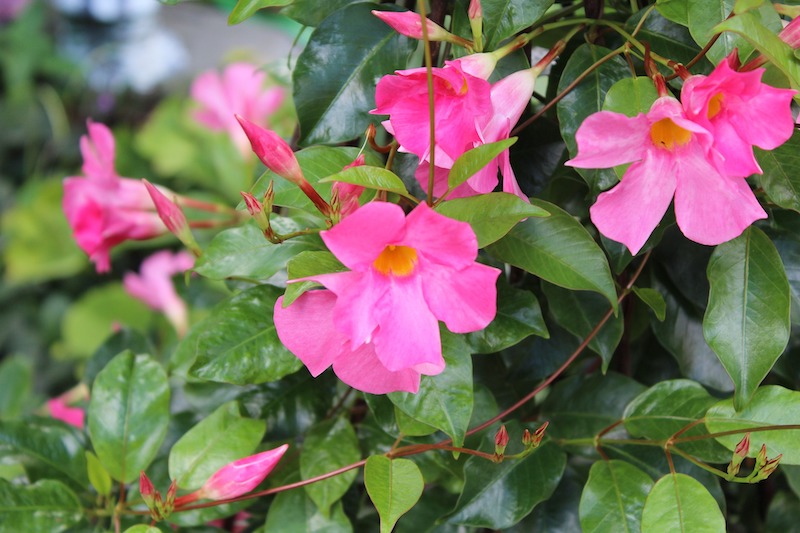 pink-mandevilla-vines.jpg