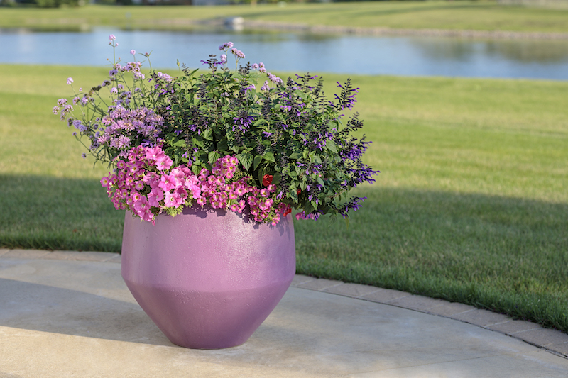 pink-pot-planted-with-pardom-my-lavender-bee-balm-calibrachoa-petunia-salvia-and-verbena.jpg