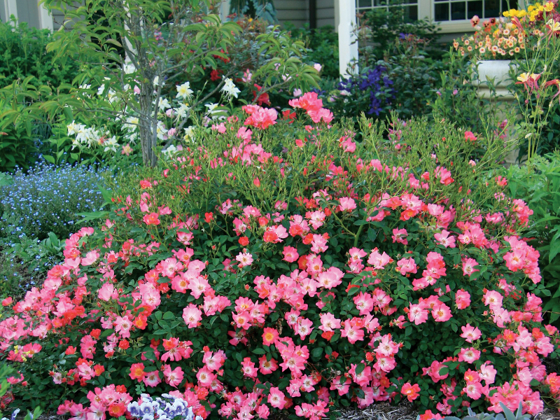 pink-shrub-roses-in-front-yard-garden.jpg