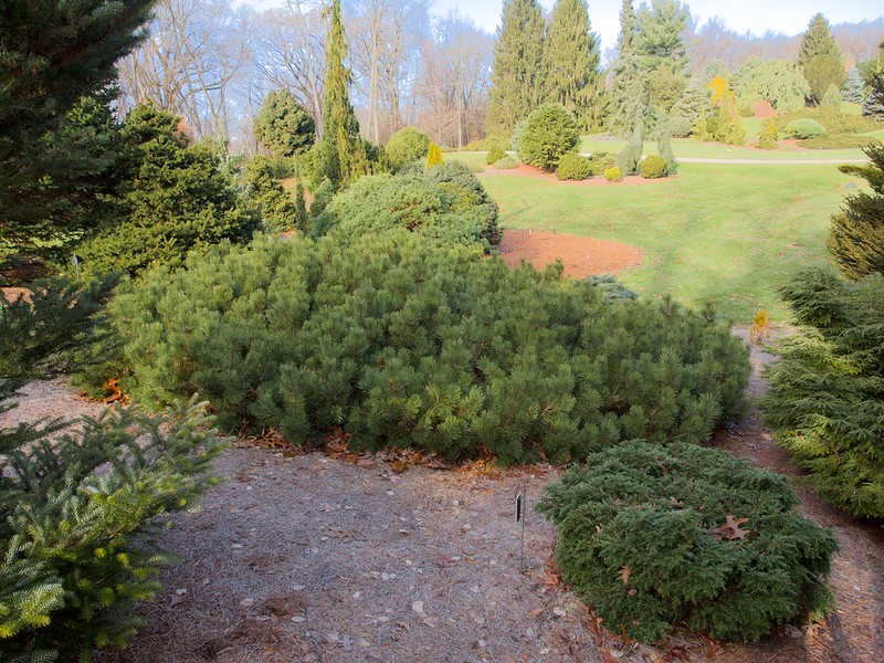 pinus-mugo-corley-s-mat-among-other-conifers.jpg