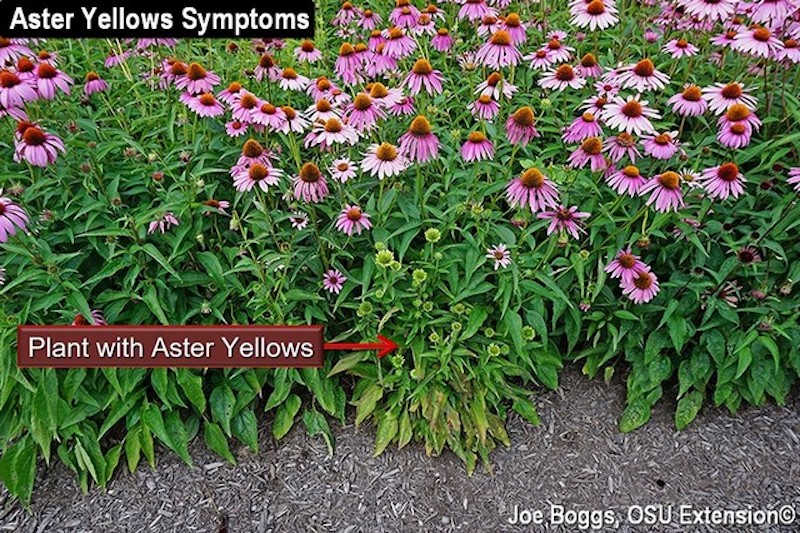 plant-in-front-with-aster-yellows.jpg