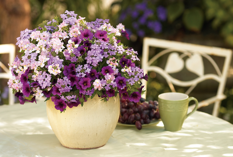 planter-on-table-with-aromance-pink-nemesia-verbena-and-calibrachoa.jpg