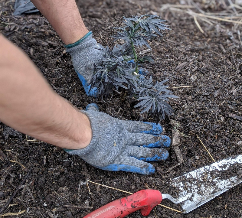 planting-a-new-plant-in-the-ground.jpg