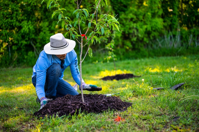 planting-a-tree.jpg