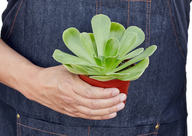 planting-aeonium.png