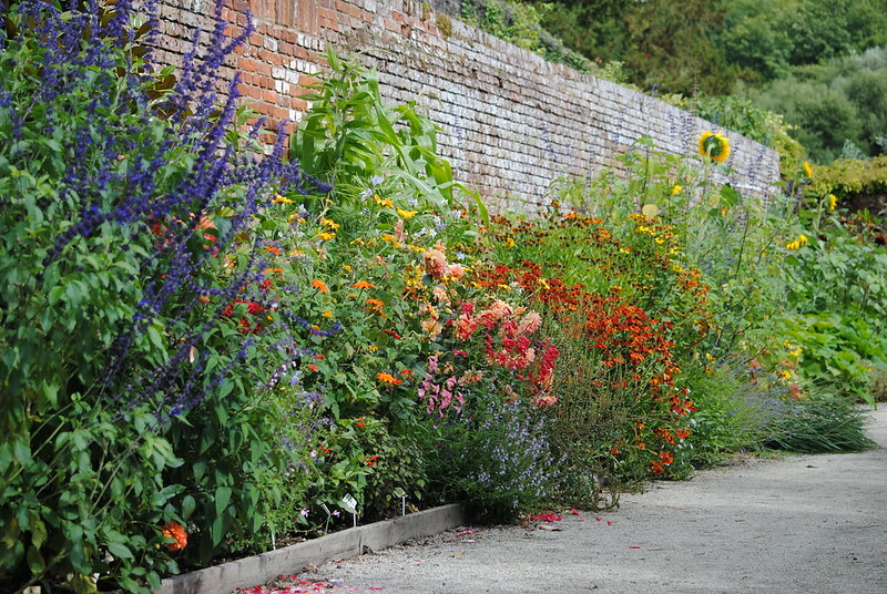 planting-at-lullingstone-castle-with-sneezeweed-salvia-dahlia-and-sunflowers.jpg