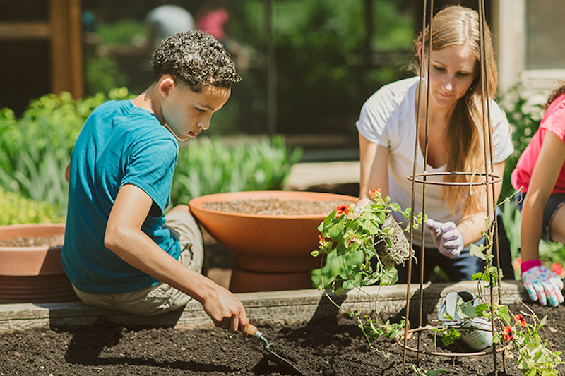 planting-black-eyed-susan-vine-in-raised-bed.jpg