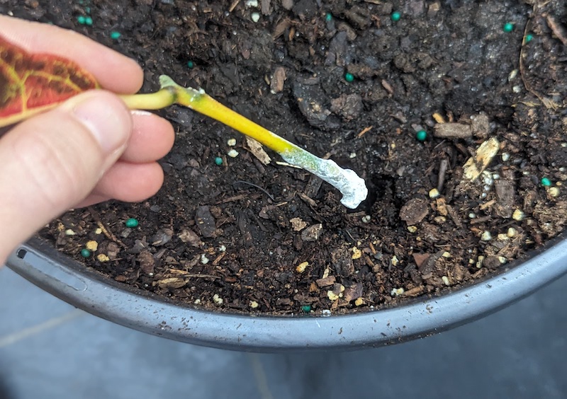 planting-cutting-with-rooting-hormone-in-potting-mix.jpg