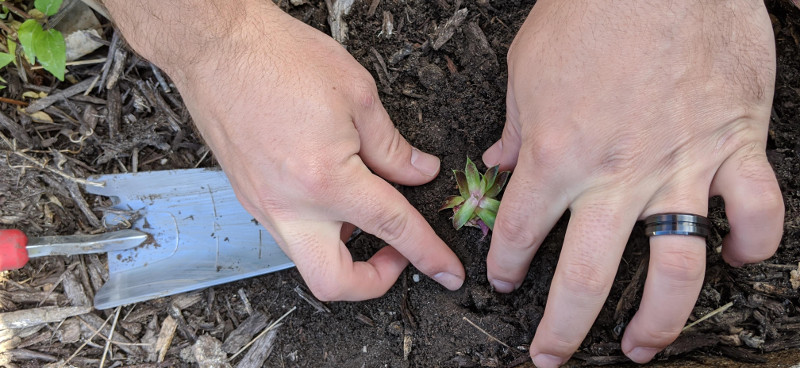 planting-hens-and-chicks.jpg