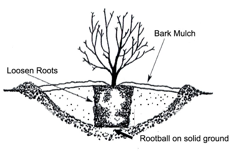 Image of Hydrangea root system