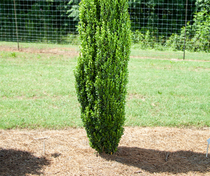 planting-ilex-straight-narrow.jpg